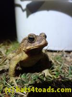 /home//u458753944/public_html/sourcegallery/////////////Roxborough Toad Detour/2022/2022-03-07/P3070848.JPG